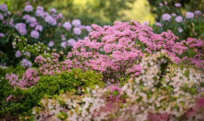 rhododendron dell (c) rbg kew jeff eden