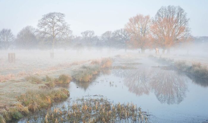 bushy park (c) the royal parks
