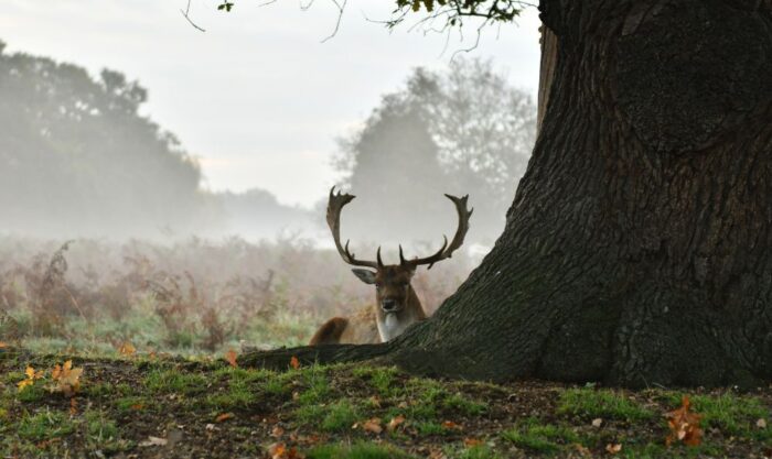 richmond park (c) the royal parks