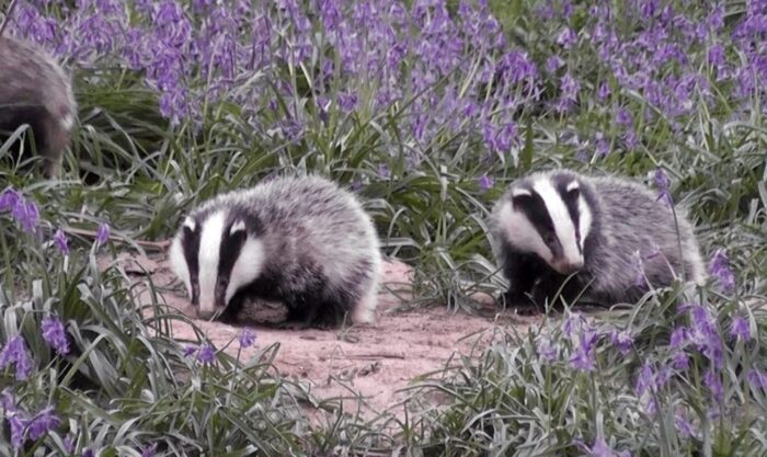 badgers at WHP (1)