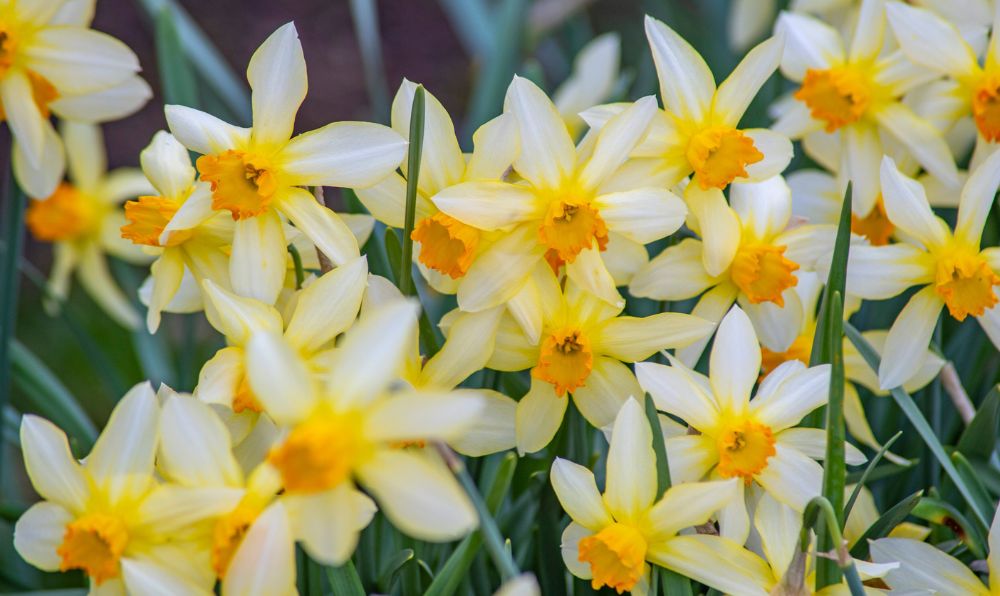 daffodils (c) tim sandall