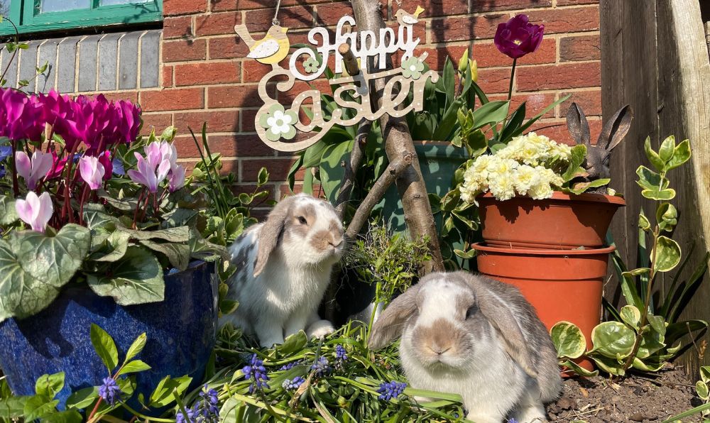 deen city farm easter (1)