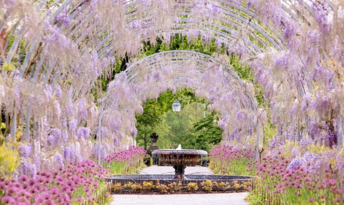 Wisteria hysteria!